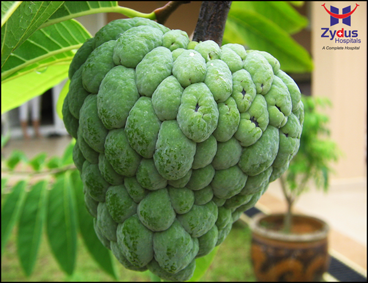 Maintain your energy levels with Custard Apples!
A rich source of potassium, custard apple is regarded as nature’s energy fruit and is also known to eliminate muscle weakness and fatigue by improving blood supply.

#ZydusHospitals #GoodHealth #Ahmedabad