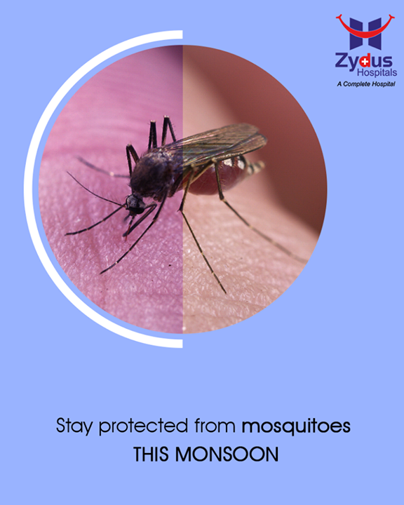 Chasing the mosquitoes away during monsoon is really important because stagnant water is the most common place of mosquitoes breeding. Drain out coolers as well as flower vases which you do not use, use mosquito nets as well as creams and repellents which are easily available in the market and will protect you from mosquito bites.

#Monsoon #StayHealthy #ZydusCare #ZydusHospitals #Ahmedabad #Gujarat
