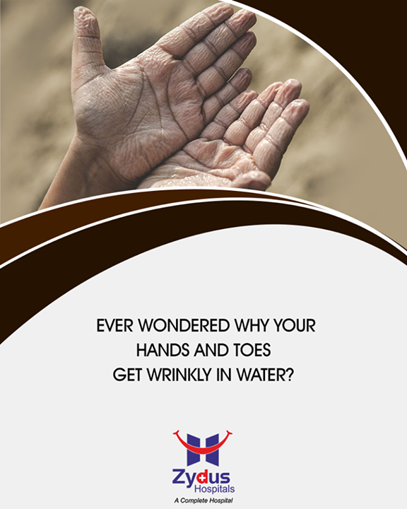 The reason is that blood vessels just under the skin constrict as an involuntary nervous system reaction to skin's immersion in water. This causes the upper layers of skin to pucker and wrinkle.

#QuickFact #ZydusHospitals #ZydusCare #StayHealthy #Ahmedabad