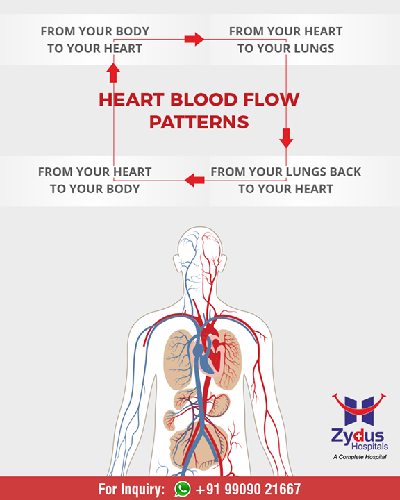 Did you know how the blood flows through your body?

#ZydusHospitals #Ahmedabad #GoodHealth #BloodFlow #DidYouKnow